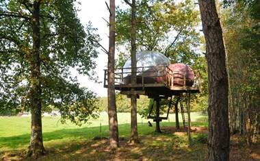 Luchtbel in de boom Luchtbel in de boom