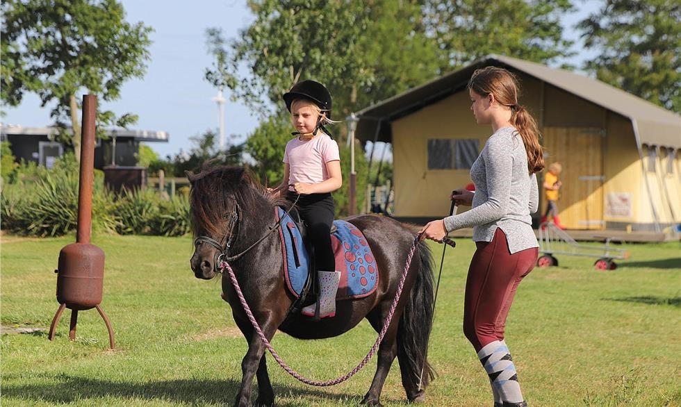 Luxe safaritent op een paardenpension