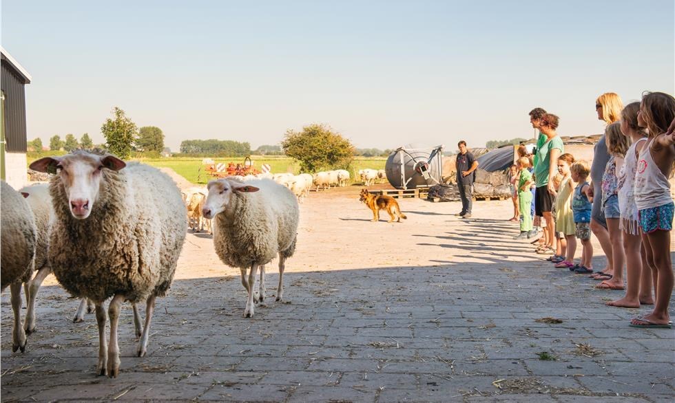 Safaritent op een schapenmelkerij