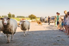 Safaritent op een schapenmelkerij Safaritent op een schapenmelkerij