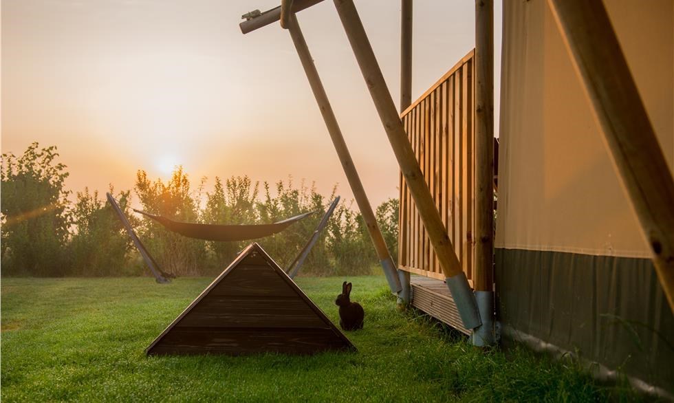 Safaritent op een schapenmelkerij