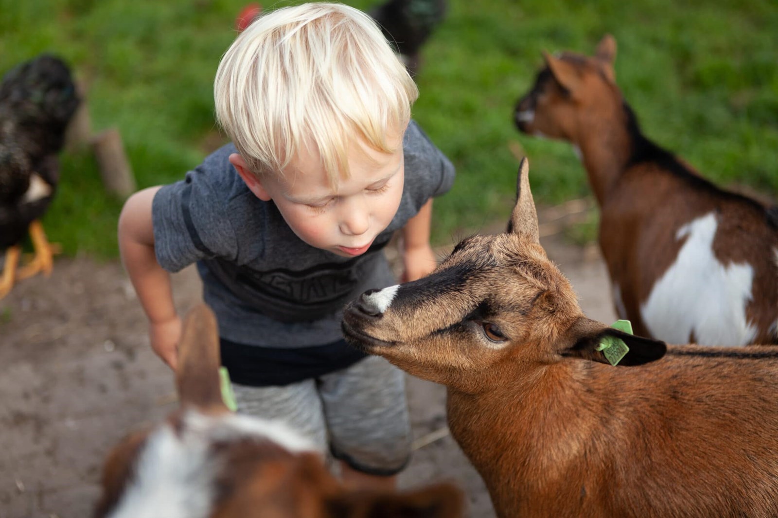 Luxe Lodgetent met badkamer op het platteland
