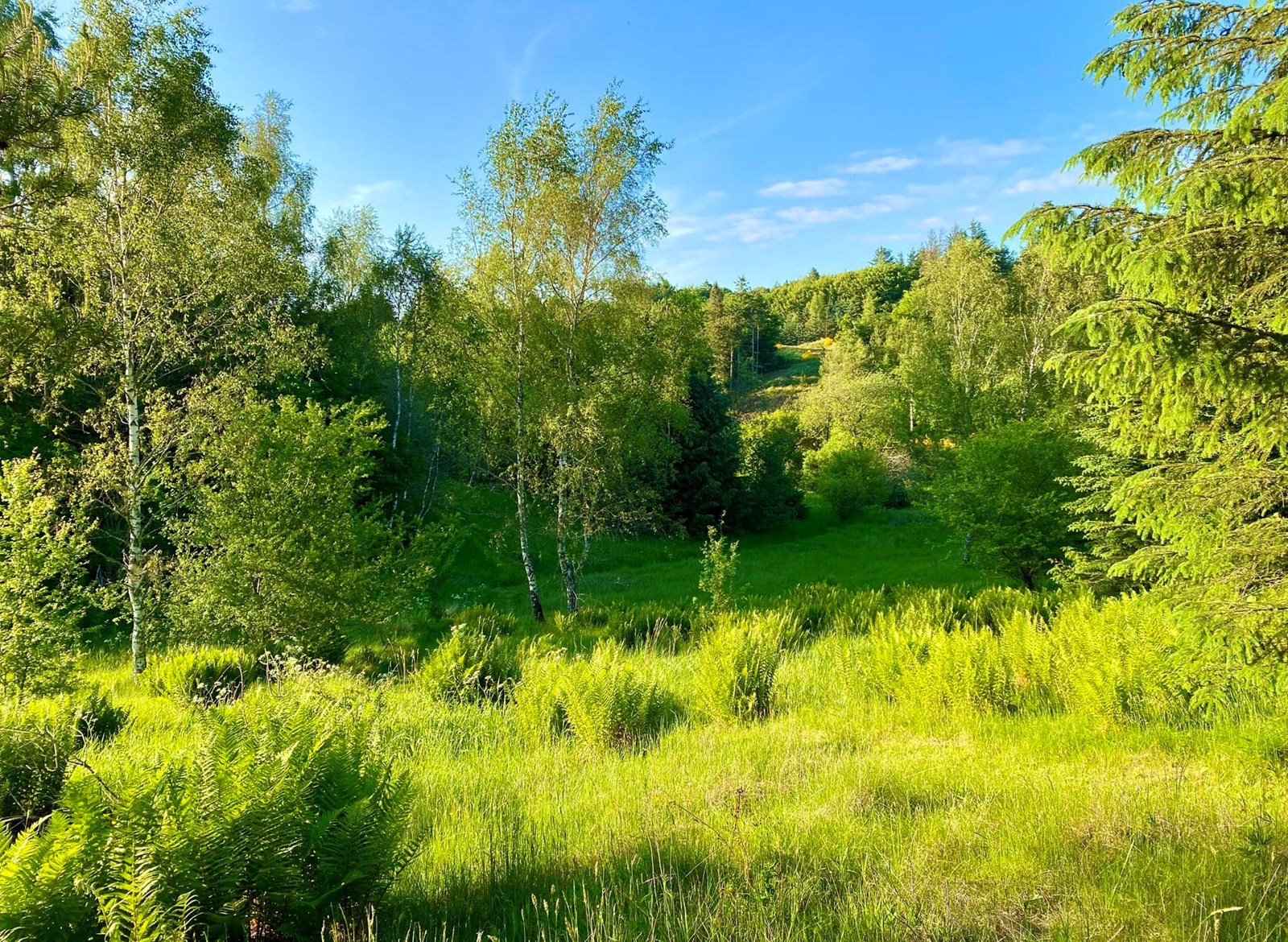 Safaritent voor 6 personen met badkamer in het mooie Denemarken