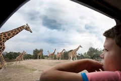 Safaritent Stanley Safaritent Stanley