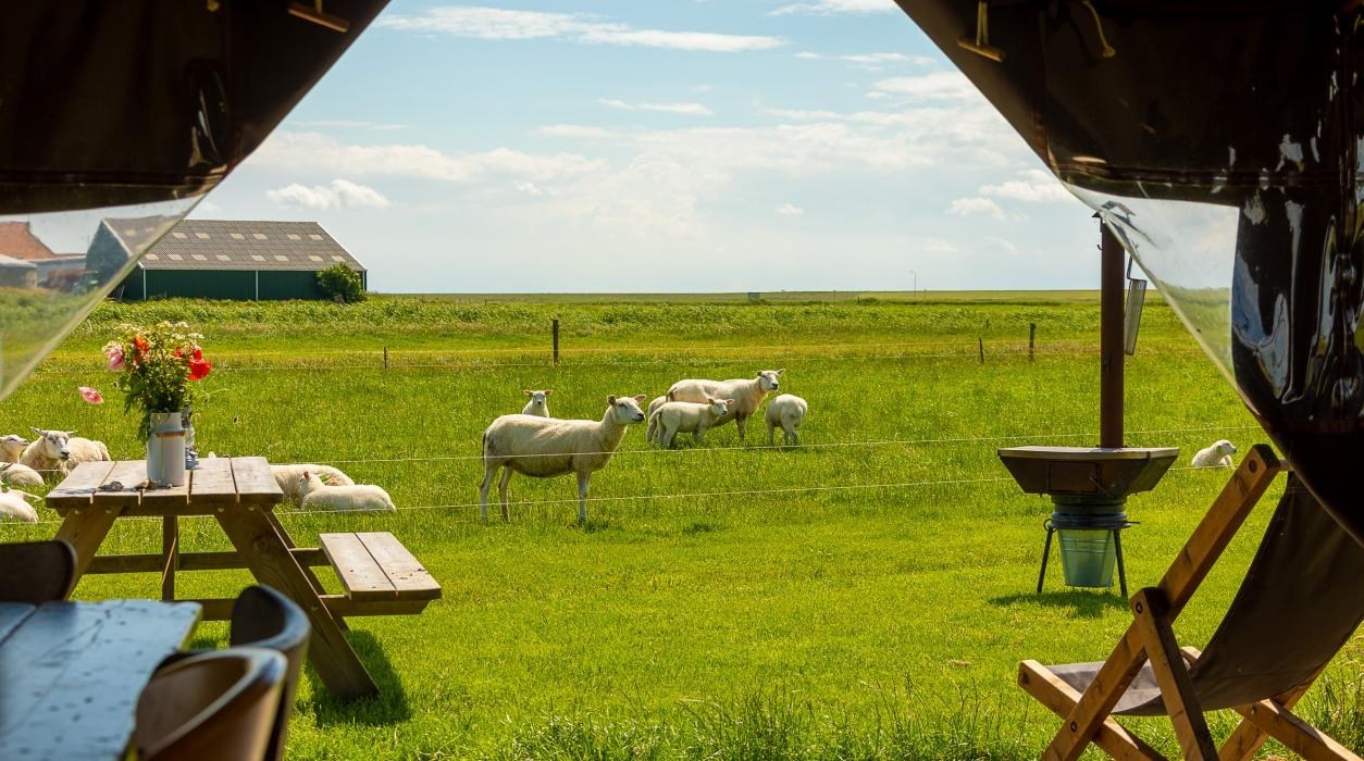 Safaritent op Ameland