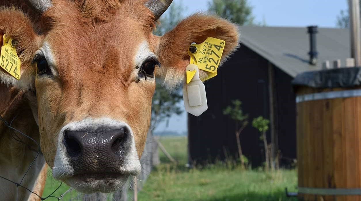Safaritent op de boerderij