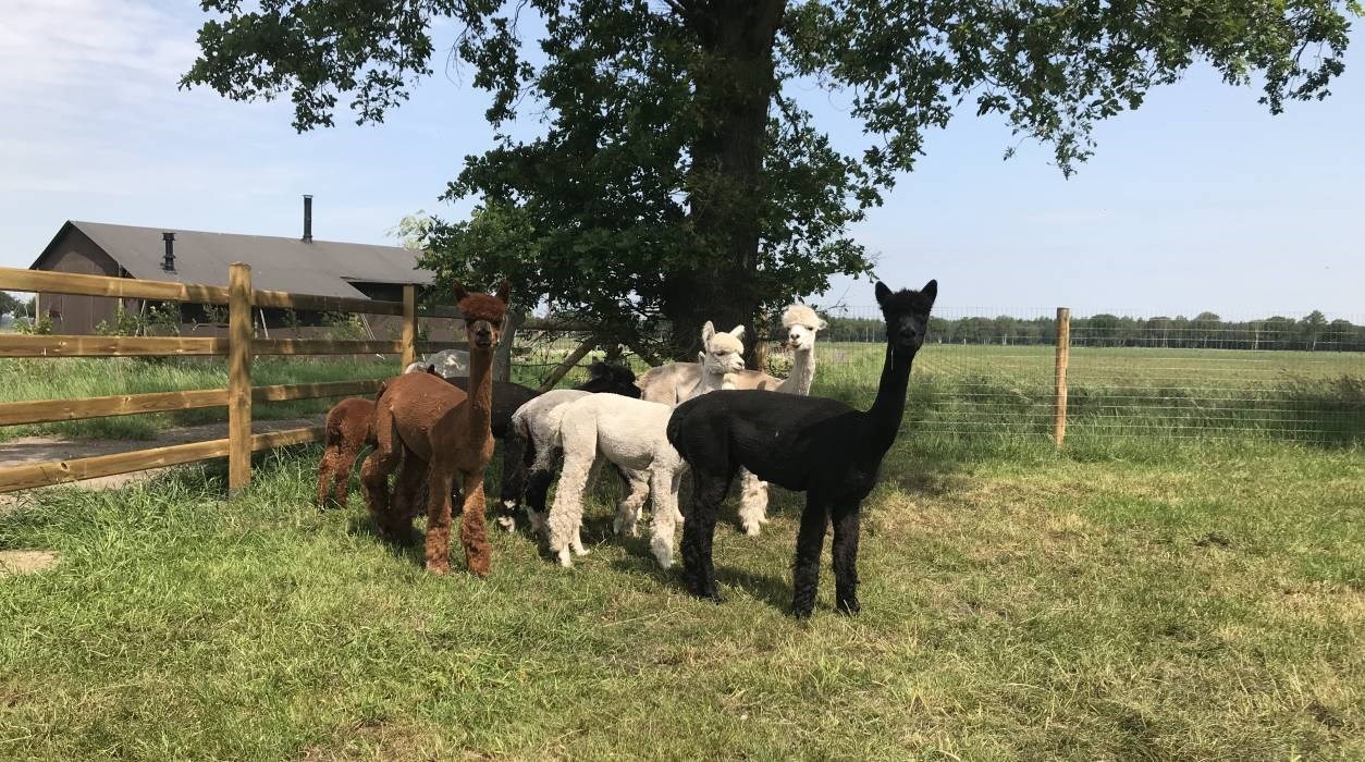 Safaritent op de boerderij